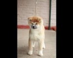 Akita Inu